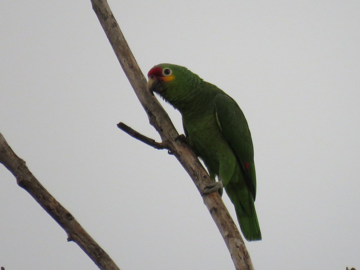 Red-lored Parrot - ML43942171