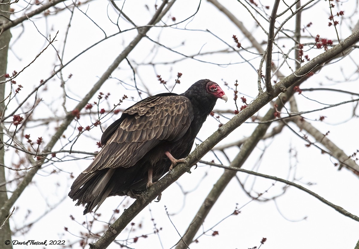 Turkey Vulture - ML439421921