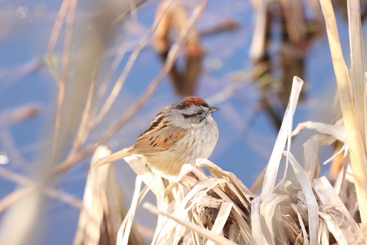Swamp Sparrow - Abraham Bowring
