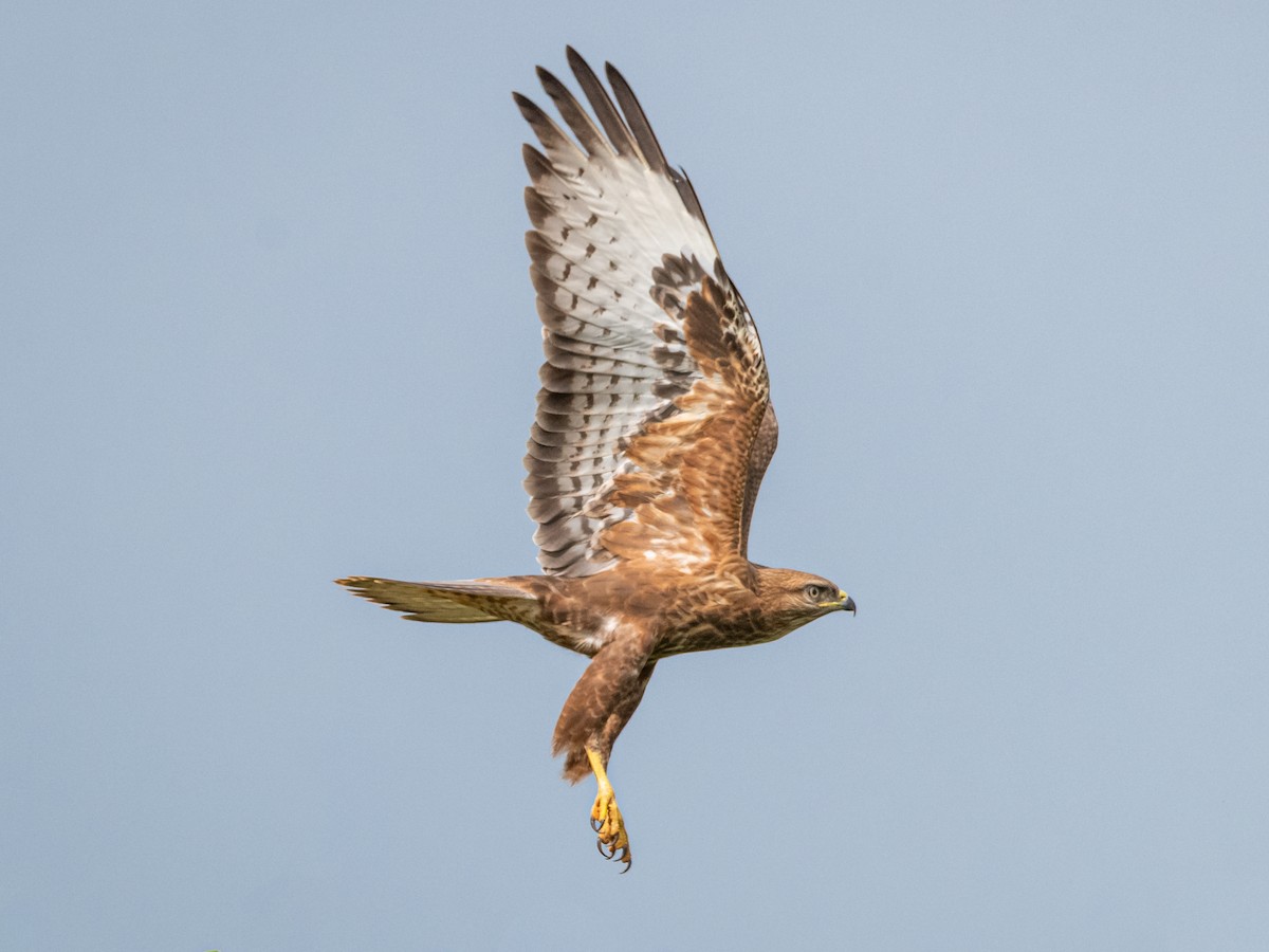 Turkey Buzzard or John Crow Large Bird, the Most Widespread of T Stock  Image - Image of nature, death: 129914945, image size:1200x900