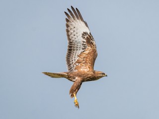  - Long-legged Buzzard