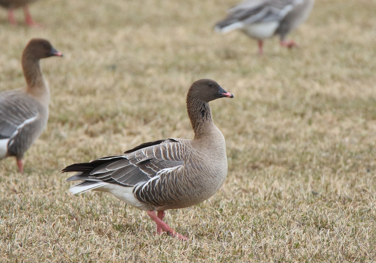 Pink-footed Goose - Thanasis Tsafonis