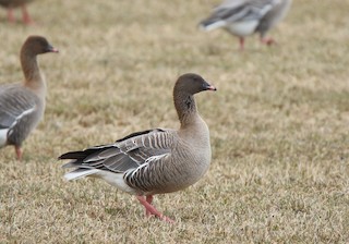 Pink-footed Goose, ML439424991