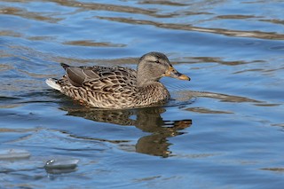 Mallard, ML43943251