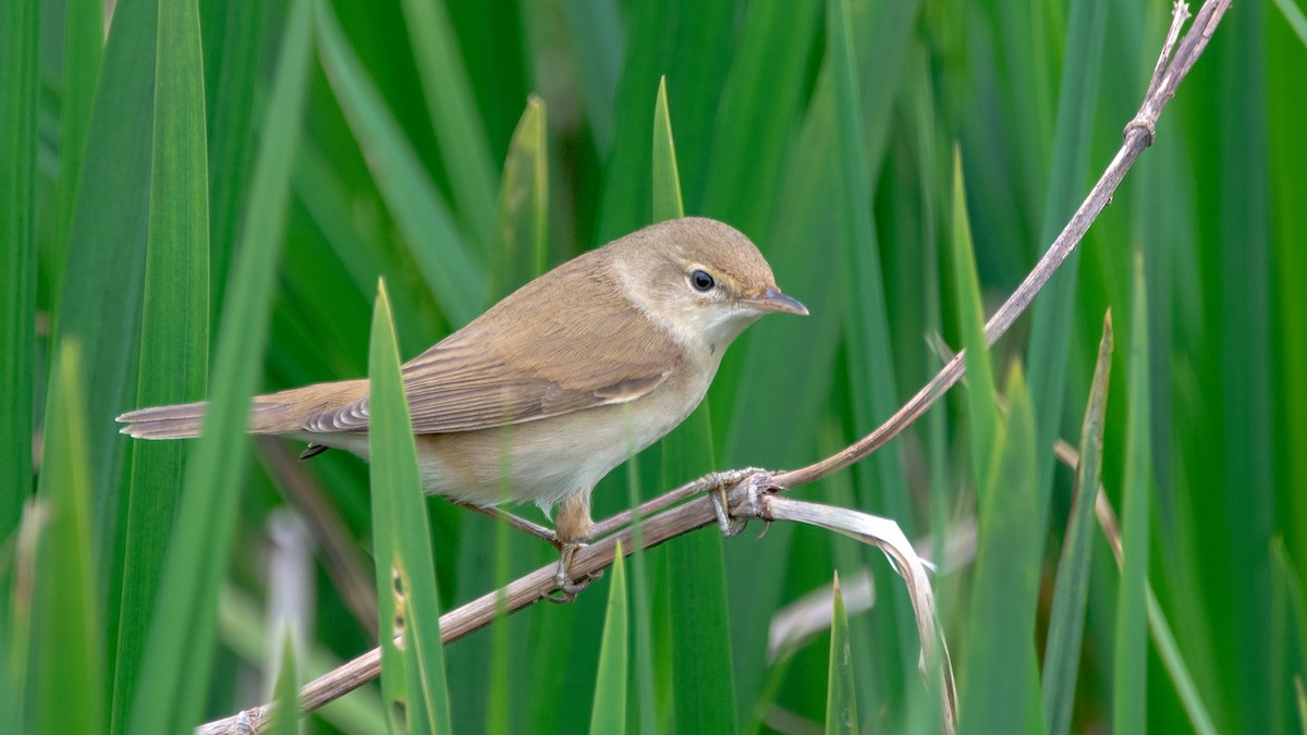Common Reed Warbler - ML439439991