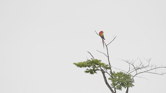 Scarlet Macaw - ML439445541