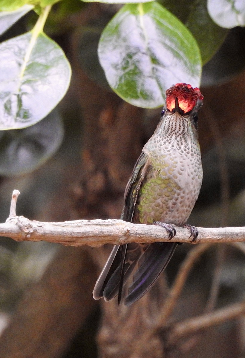 Green-backed Firecrown - ML439445871
