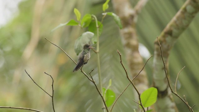 Scaly-breasted Hummingbird - ML439448541