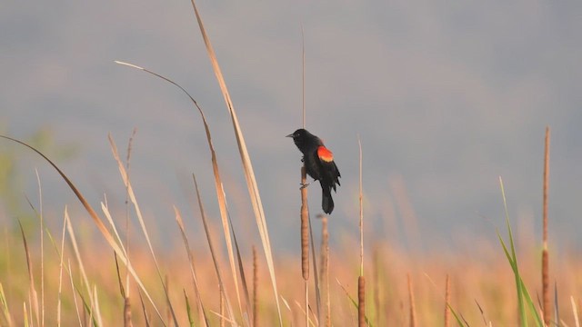 Red-winged Blackbird - ML439449581