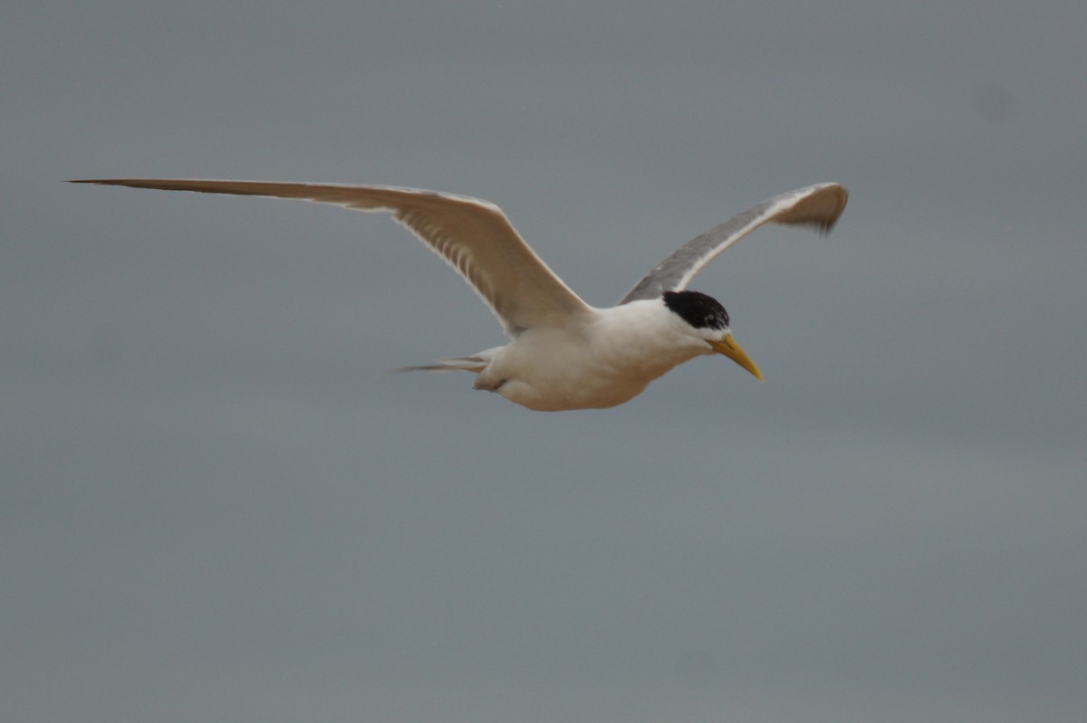 Great Crested Tern - ML43945161