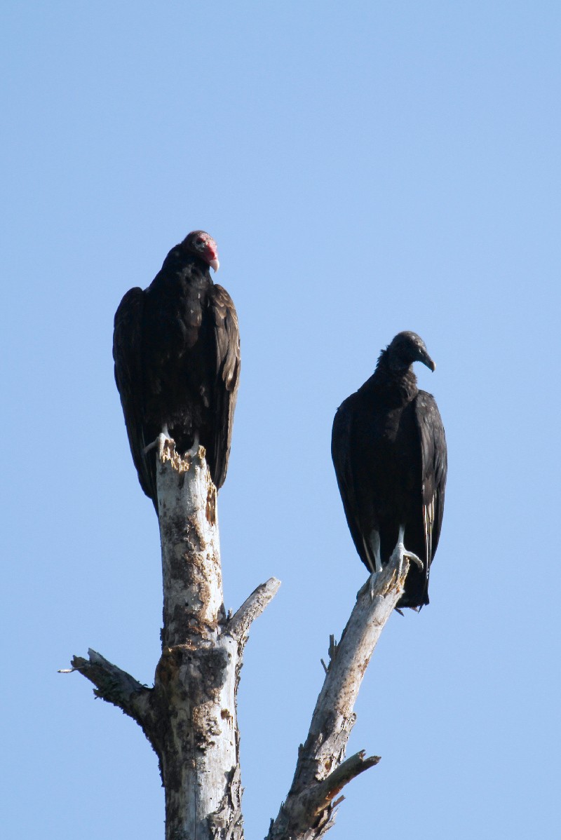 Black Vulture - ML439457961