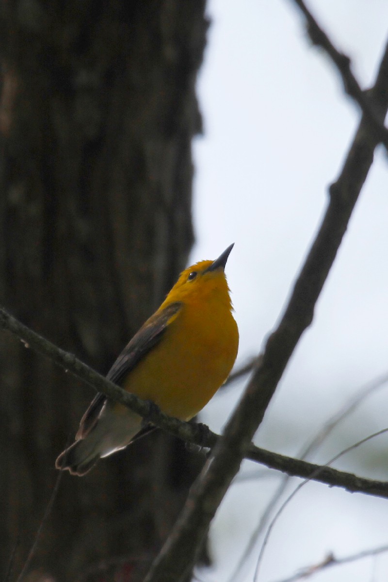 Prothonotary Warbler - ML439458541