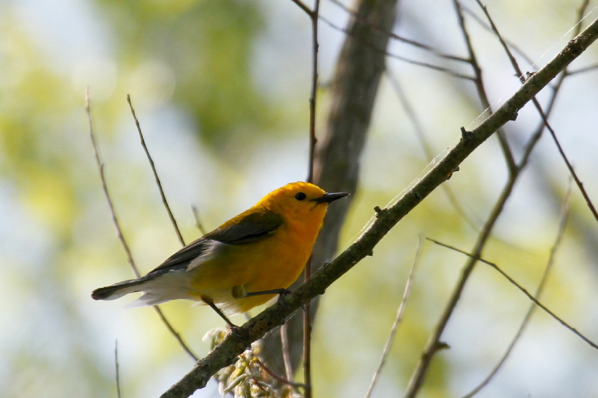 Prothonotary Warbler - ML439458561