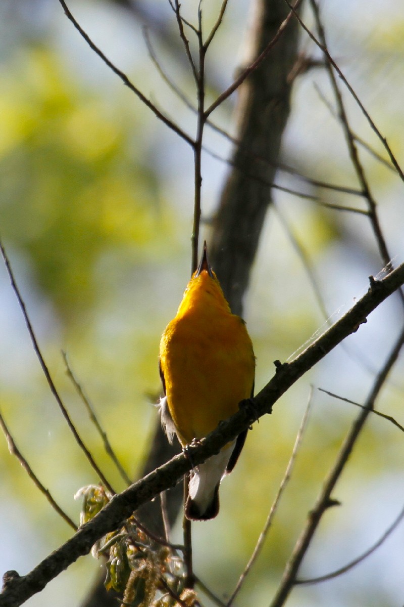 Prothonotary Warbler - ML439458571