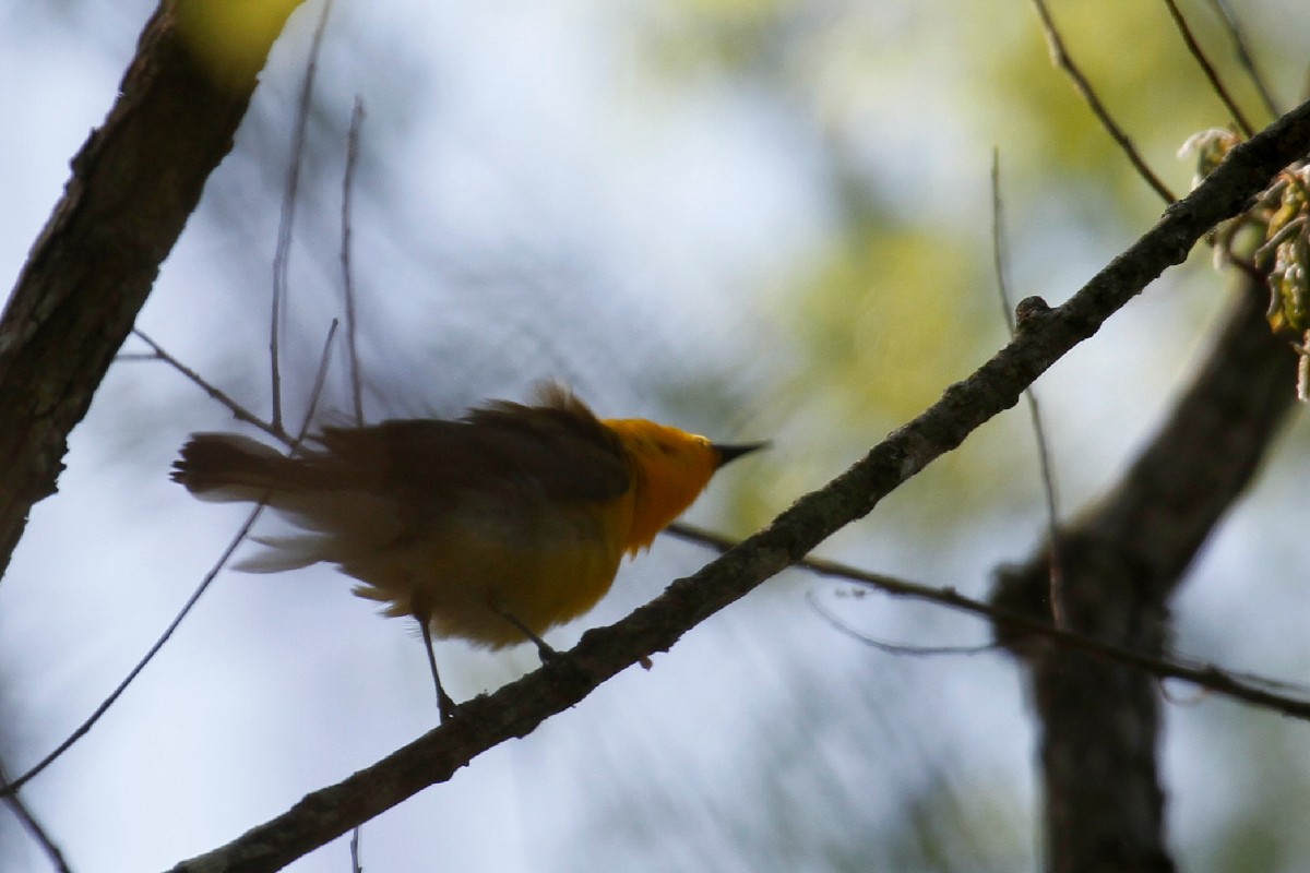 Prothonotary Warbler - steve b