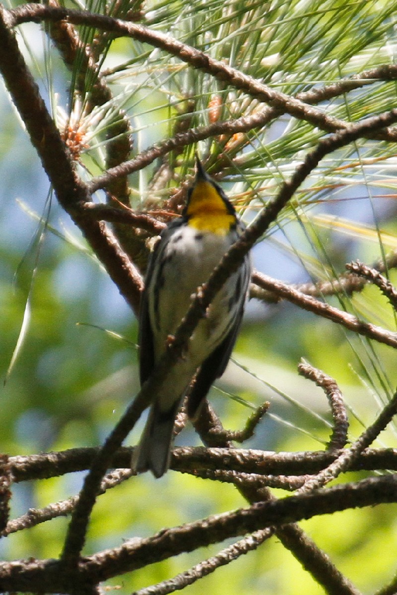 Yellow-throated Warbler - ML439458701