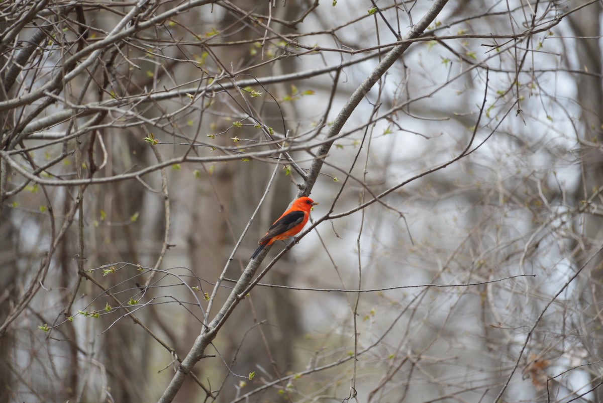Scarlet Tanager - ML439463431