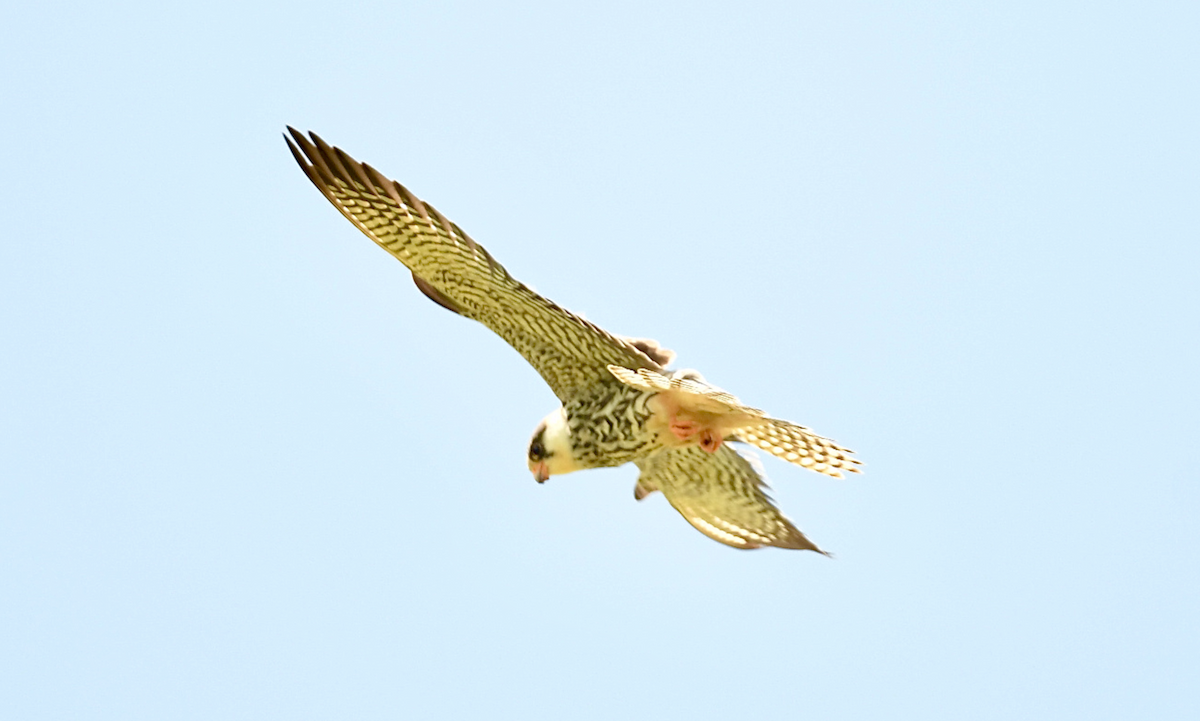 Amur Falcon - Joseph Tobias