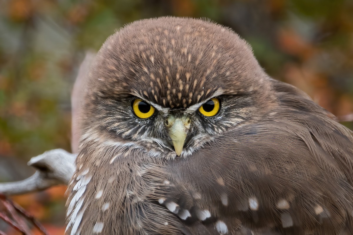 Austral Pygmy-Owl - ML439474711