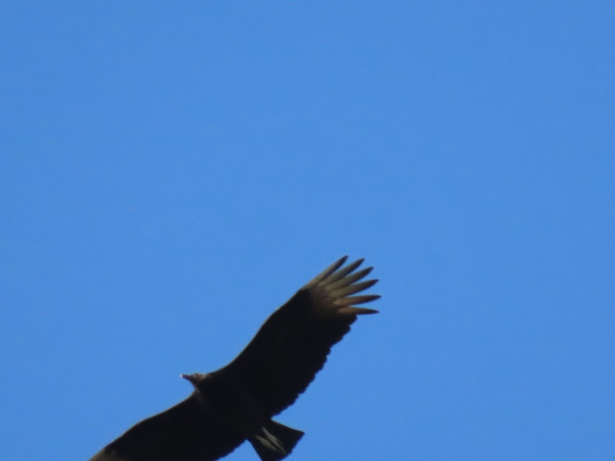 Black Vulture - ML439475871
