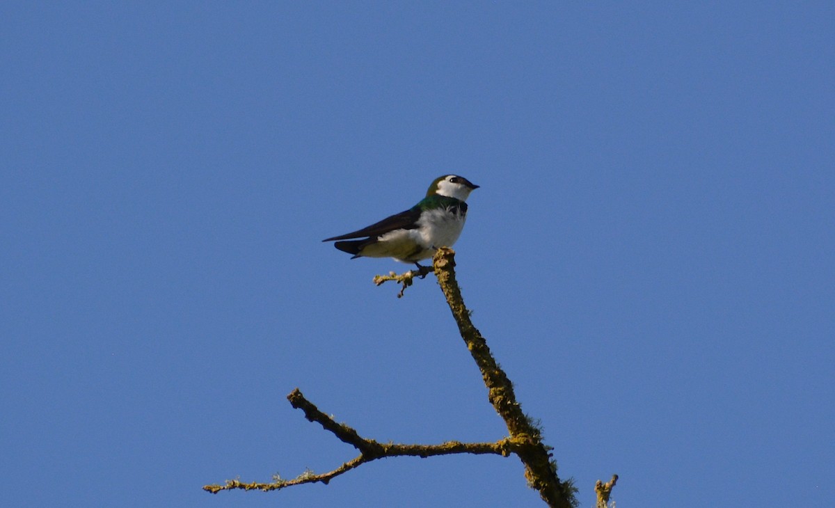 Violet-green Swallow - Logan Southall