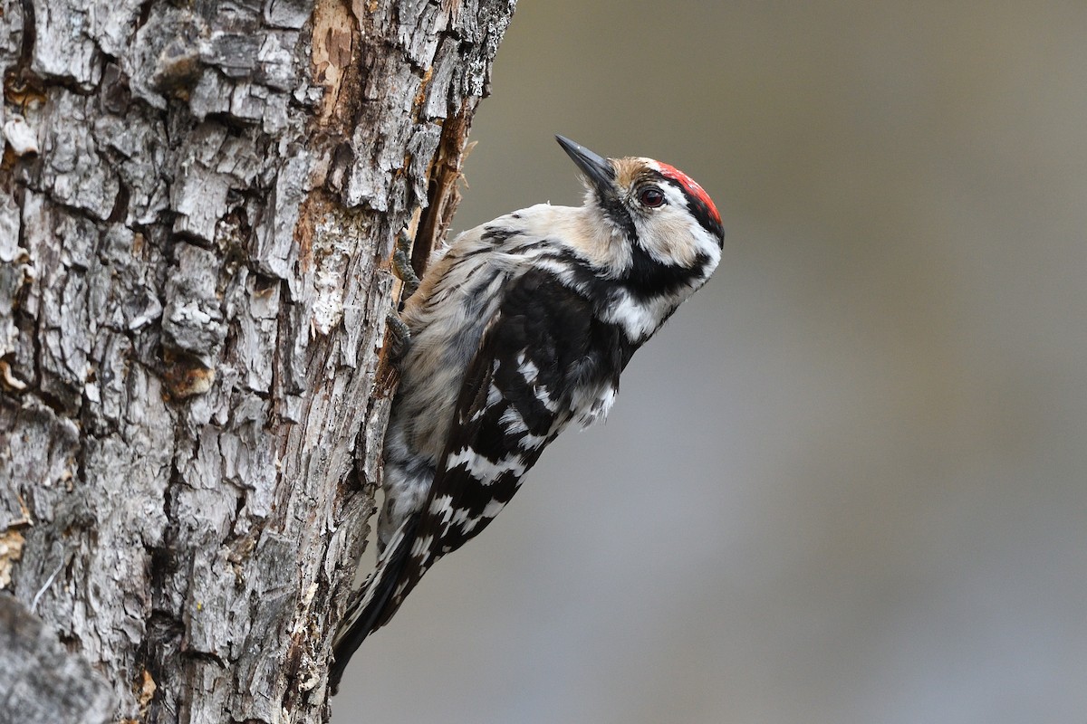 Lesser Spotted Woodpecker - ML439477301