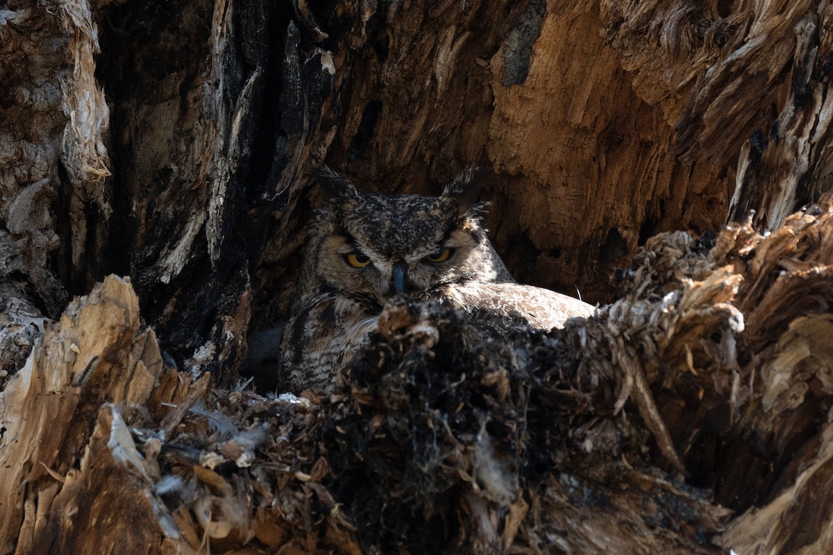 Great Horned Owl - ML439484431