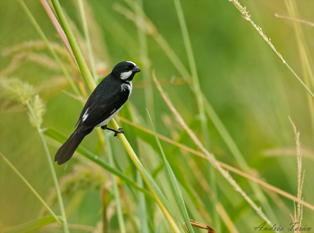 Lined Seedeater - ML43949061