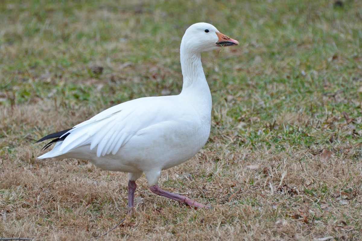 Snow Goose - Nell Moore