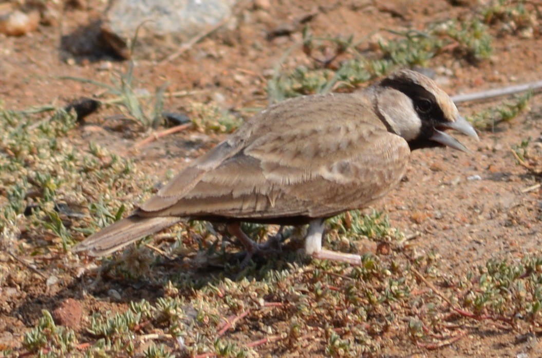 Ashy-crowned Sparrow-Lark - ML43949371