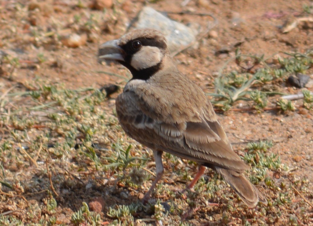 Ashy-crowned Sparrow-Lark - ML43949421