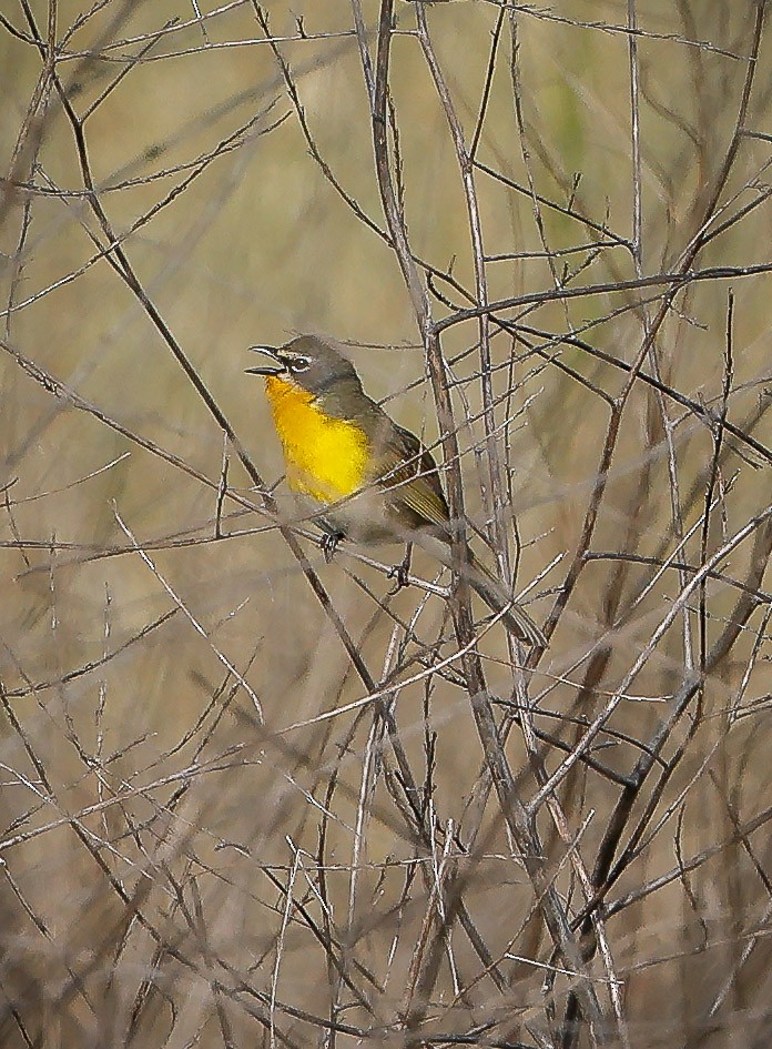 Yellow-breasted Chat - Jill Dale