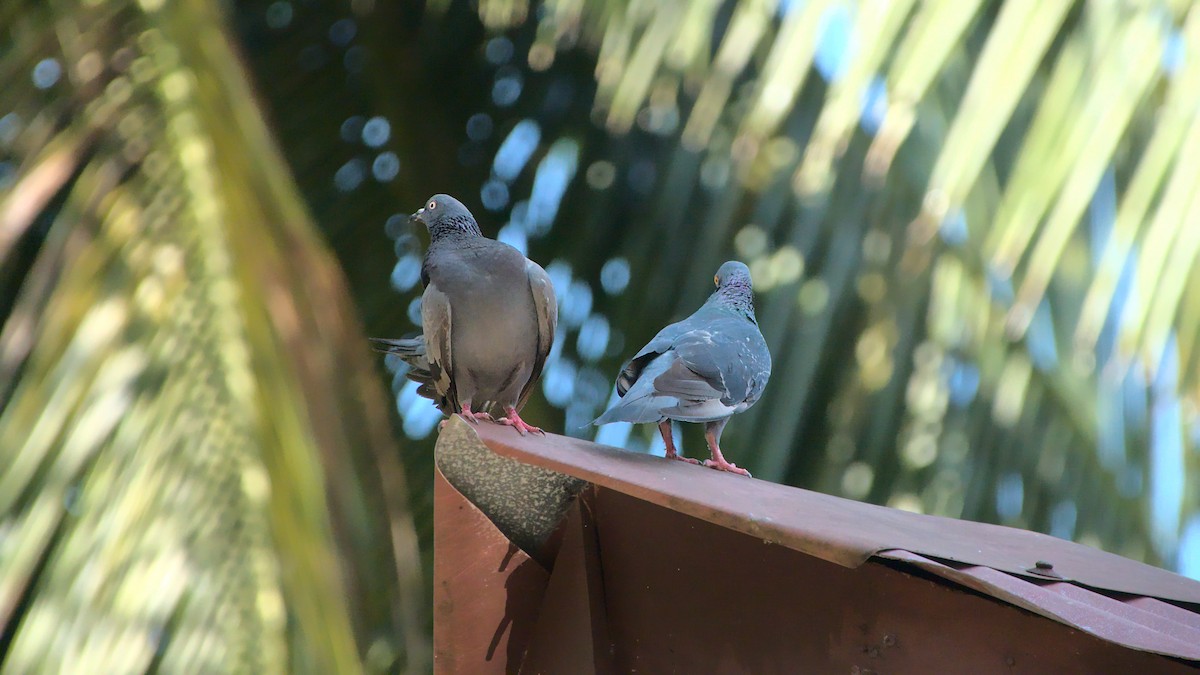Rock Pigeon (Feral Pigeon) - ML439502161