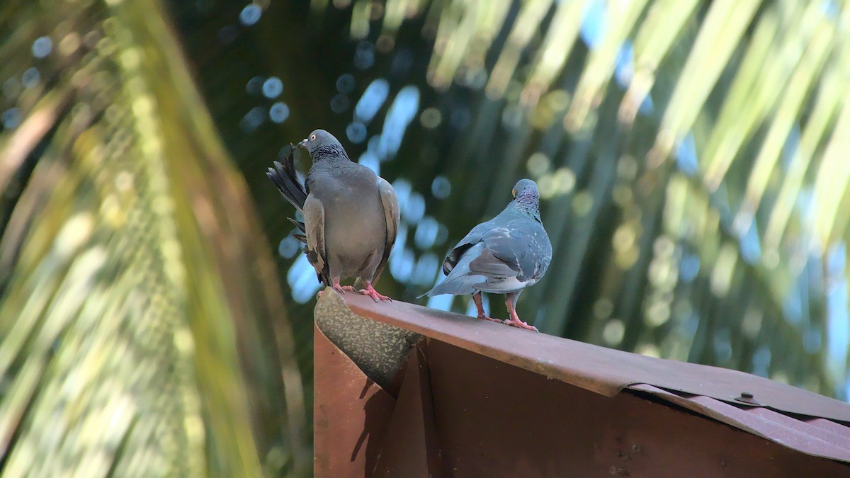 Rock Pigeon (Feral Pigeon) - ML439502191