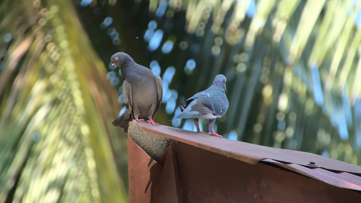 Rock Pigeon (Feral Pigeon) - ML439502351