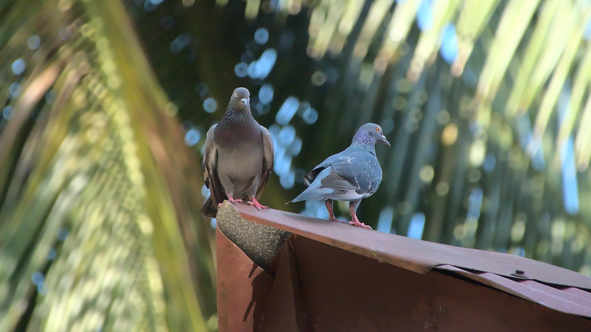 Rock Pigeon (Feral Pigeon) - ML439502361