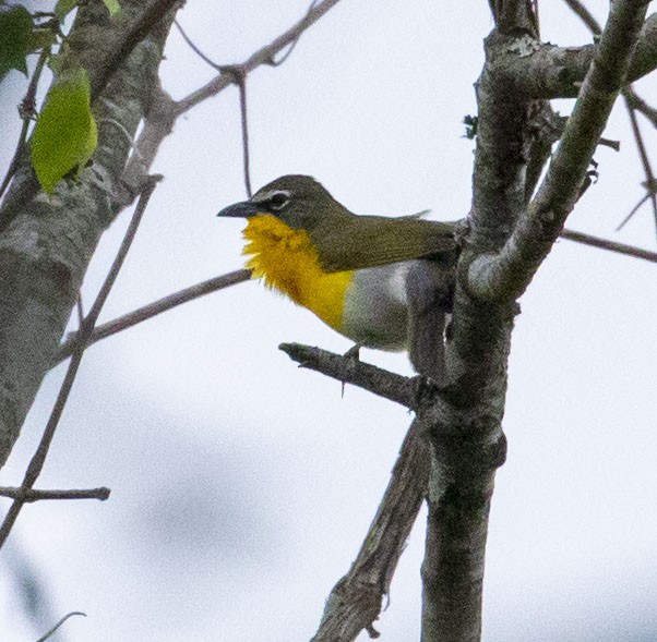 Yellow-breasted Chat - ML439512031