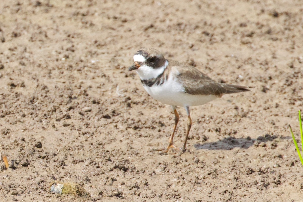Semipalmated Plover - ML439516551
