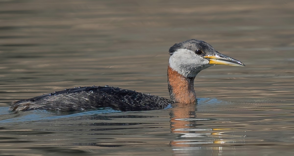 Red-necked Grebe - ML439517041