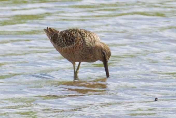 Long-billed Dowitcher - ML439517951