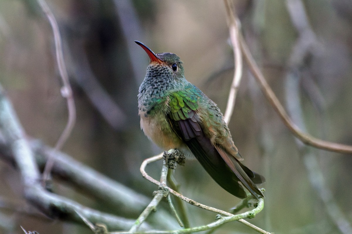 Buff-bellied Hummingbird - ML439521061