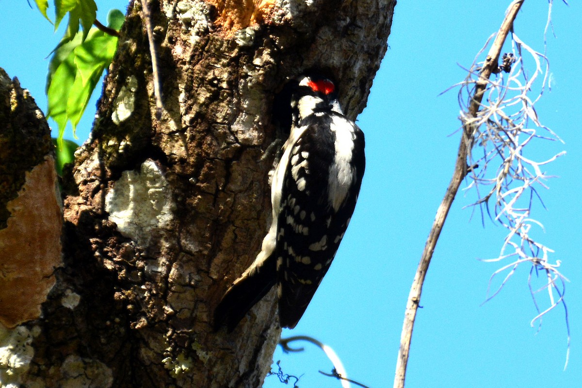 Downy Woodpecker - ML439521711