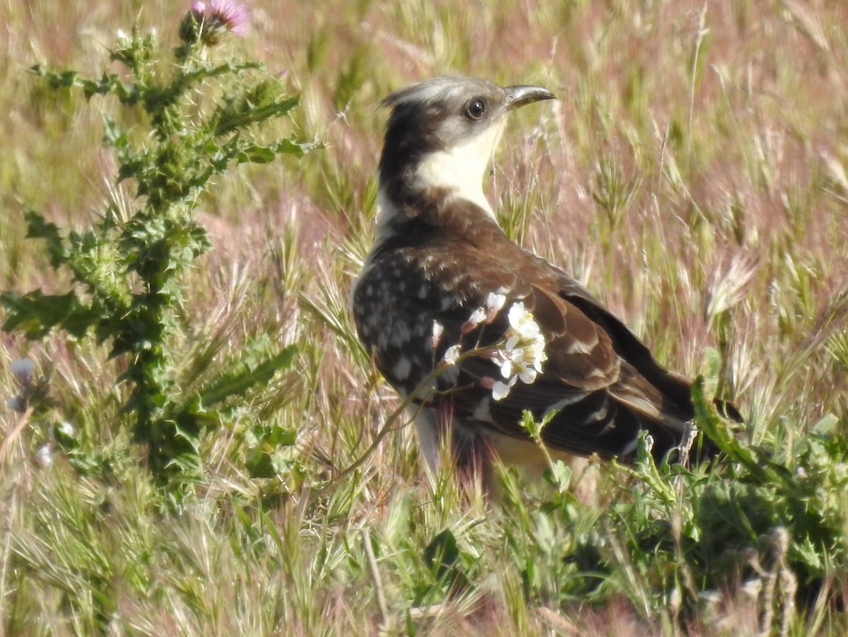 Great Spotted Cuckoo - ML439524491