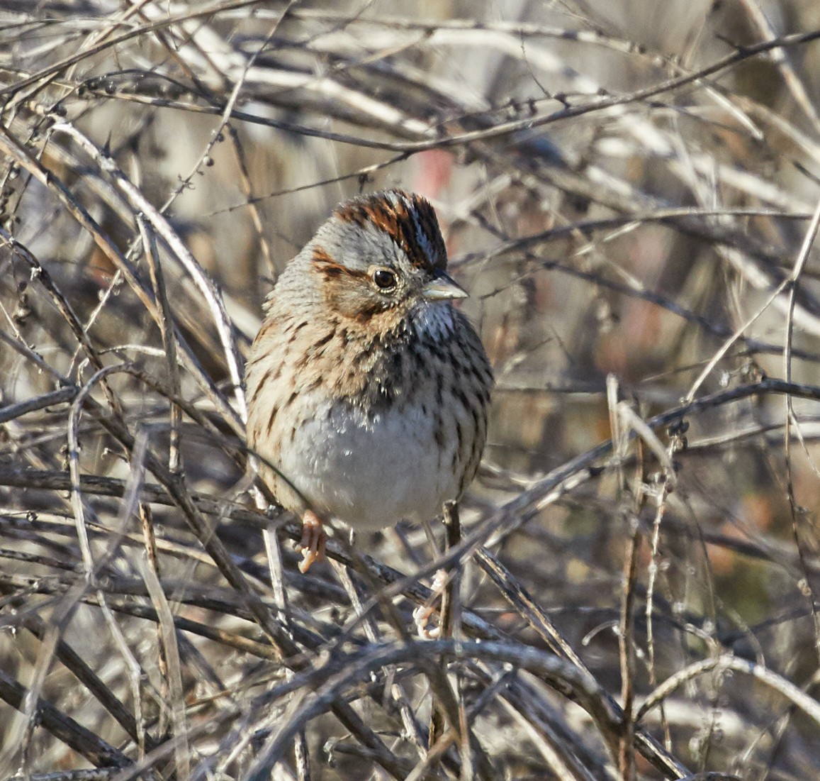 Lincoln's Sparrow - Brooke Miller