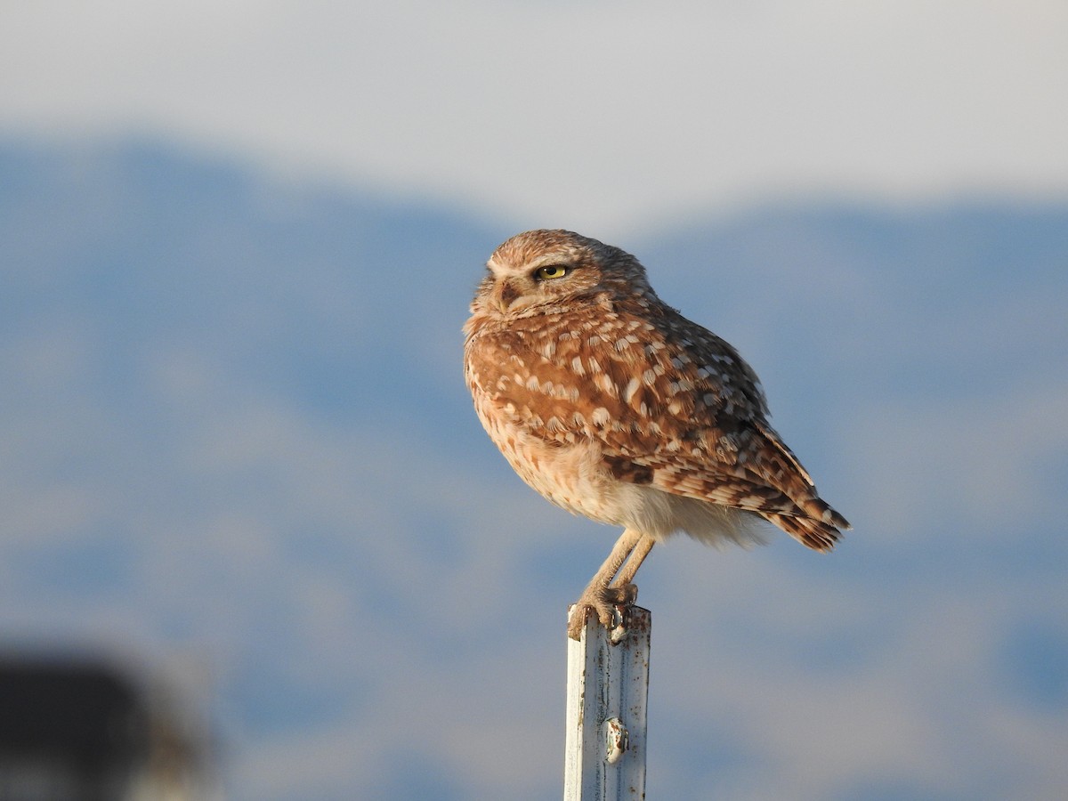 Burrowing Owl - ML439530791