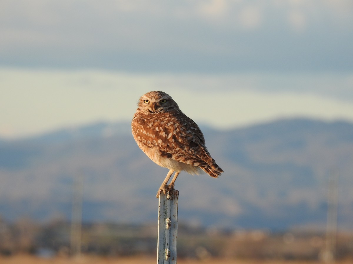 Burrowing Owl - ML439530891