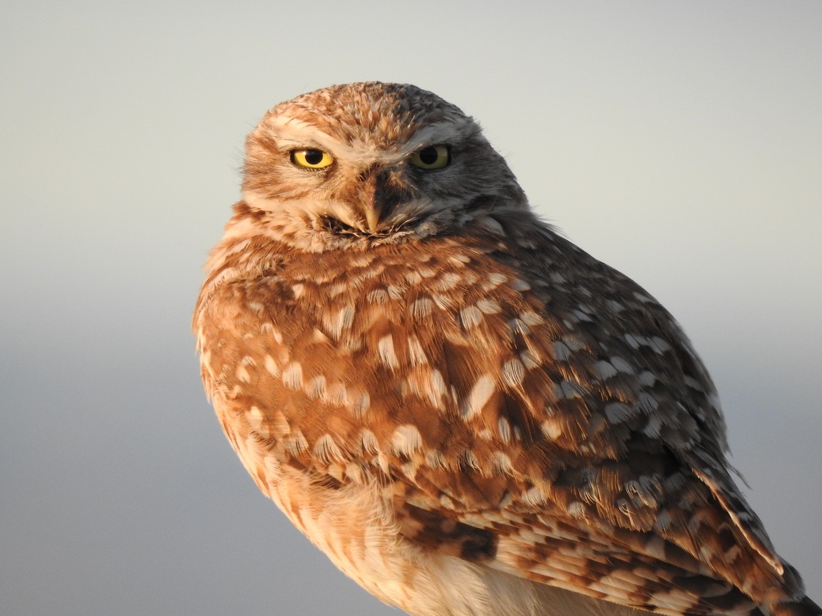 Burrowing Owl - Yvonne Motherwell