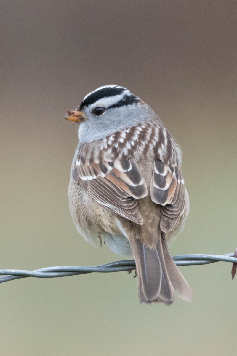 White-crowned Sparrow (Gambel's) - ML439531281
