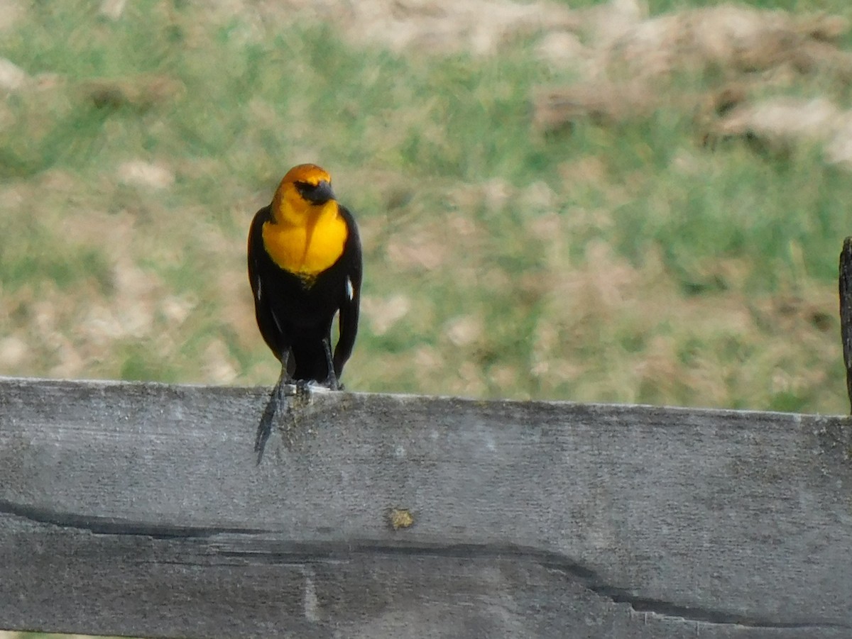 Yellow-headed Blackbird - ML439534411