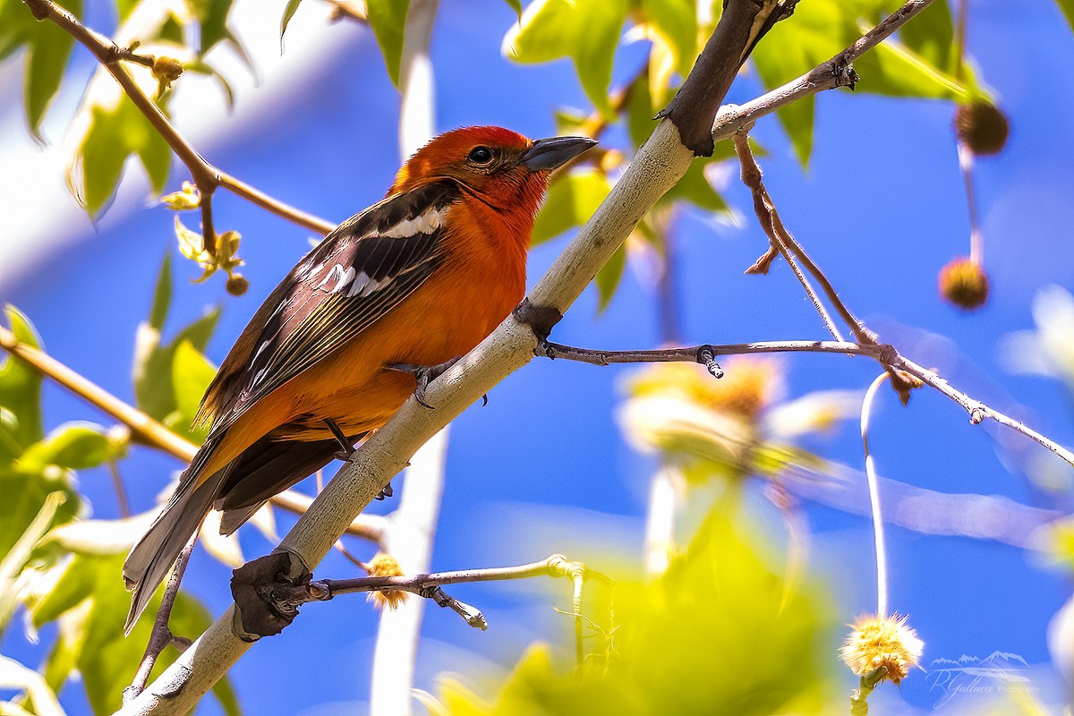 Flame-colored Tanager - ML439536101